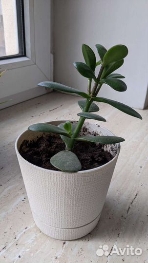 Крассула толстянка