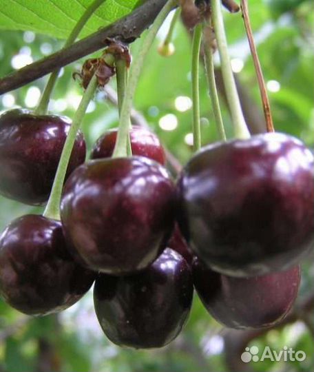 Саженцы черешни Ревна оптом и в розницу