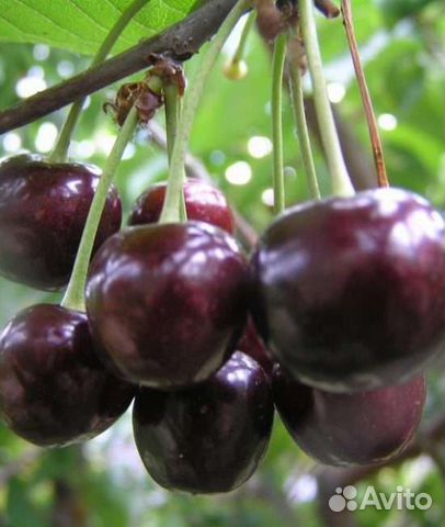 Саженцы черешни Ревна оптом и в розницу