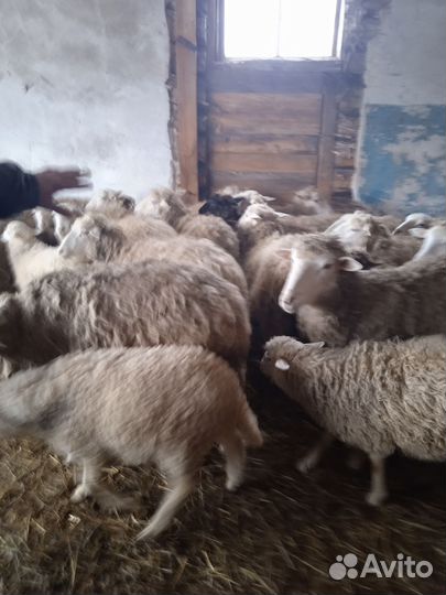 Овцы бараны ягнята Куйбышевской породы