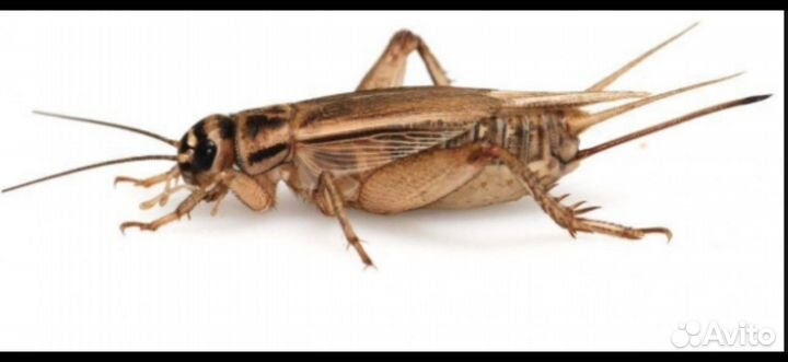 Сверчки и тараканы (насекомые)