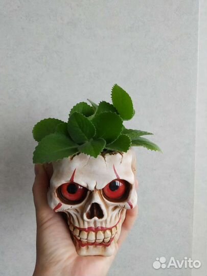 Комнатная мята плектрантус