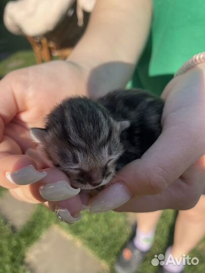 Котята вислоухие бесплатно