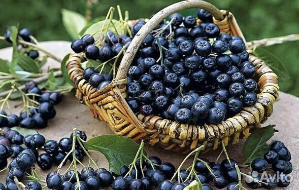 Рябина черноплодная