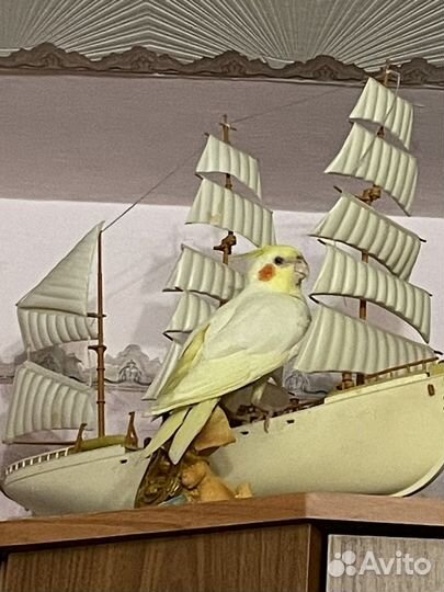 Продам Кореллу