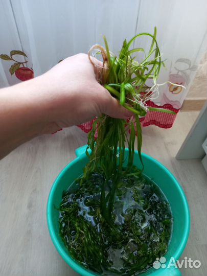 Аквариумные растения