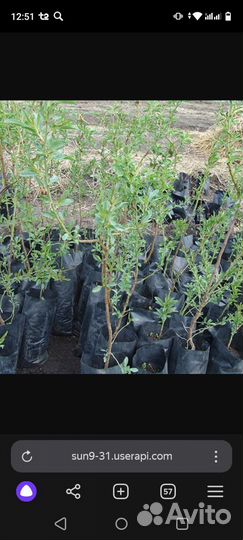 Саженцы граната