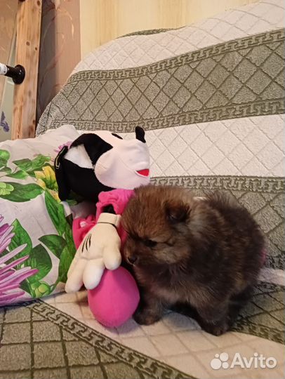 Померанский шпиц