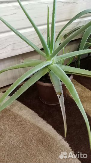 Комнатные цветы алоэ