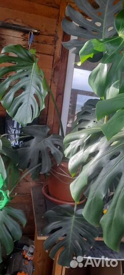 Комнатные цветы монстера