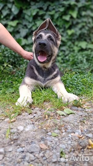 Восточноевропейская овчарка