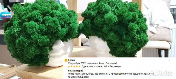 Стабилизированный мох для декора стен панно