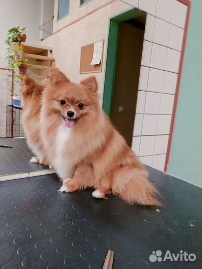 Услуги грумера/стрижка собак и кошек