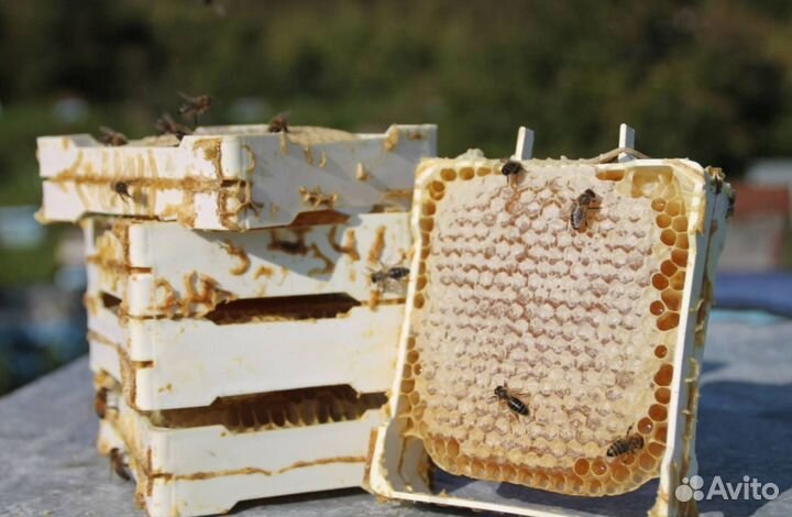 Мед натуральный с Алтая опт