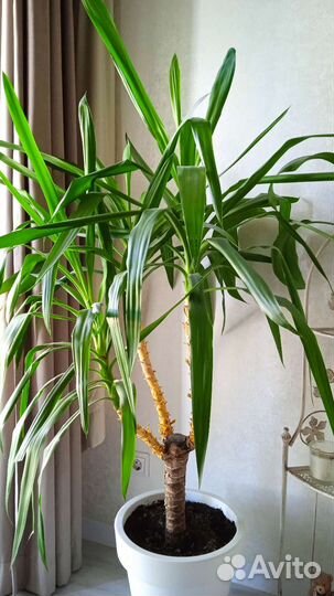 Пальма юкка