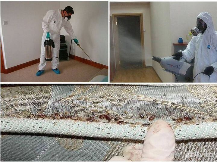 Уничтожение клопов, тараканов, мышей