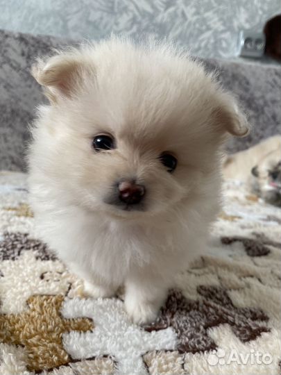 Померанский шпиц