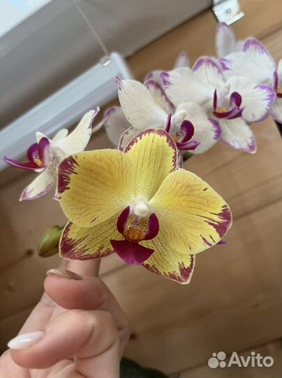 Орхидея фаленопсис. Разные сорта. Есть редкие