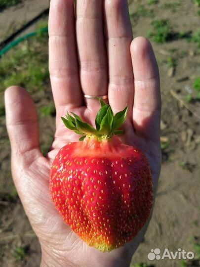 Саженцы клубники Клери, Альба