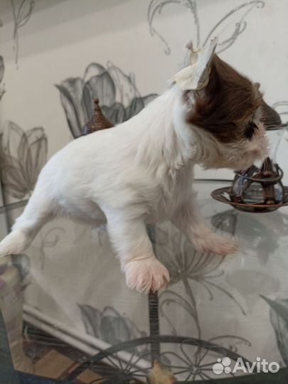 Леди шоко бери