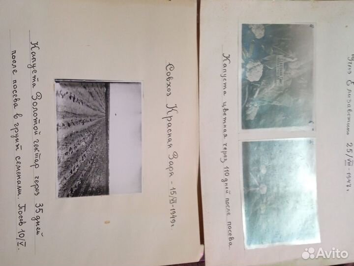 Справочник. Сроки посева и уборки.1930 год