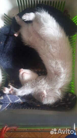 Передержка кошек, собак и других домашних животных