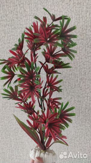 Кораллы для аквариума