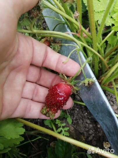 Земклубника Купчиха