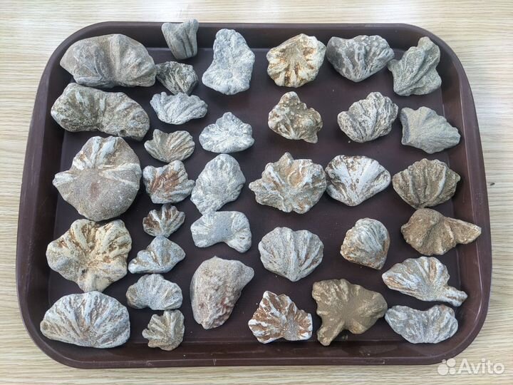 Редкая окаменелость, океан Тетис, 50 млн. лет