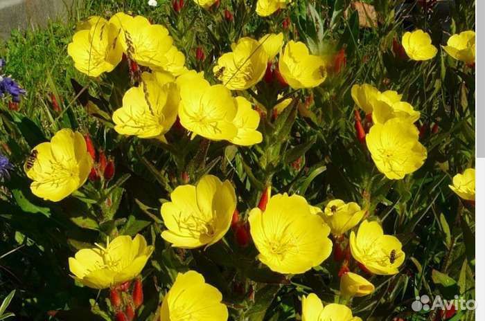 Энотера жёлтая многолетняя