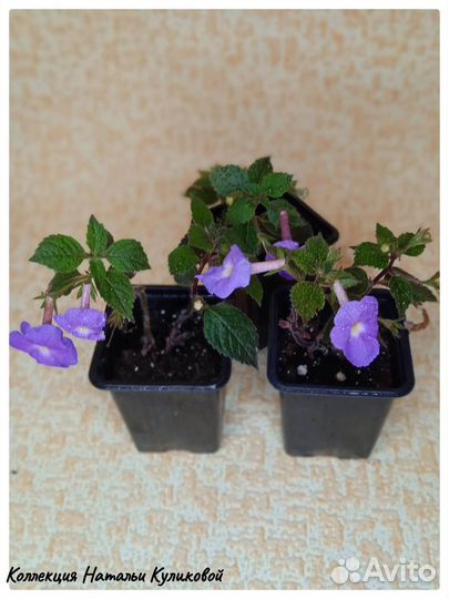 Продам цветы комнатные