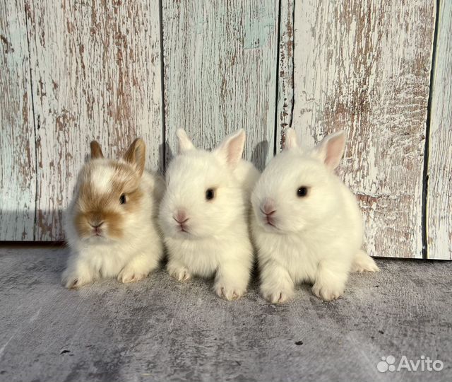 Декоративные крольчата, карликовые малыши минор