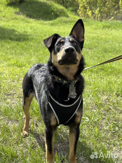 Пёс с золотым сердцем пропадает в приюте