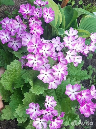 Многолетние растения почвопокровные