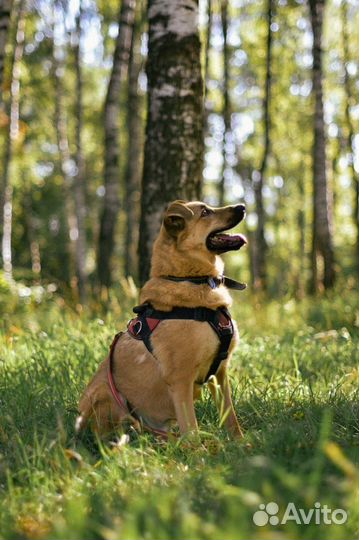 Энергичный красавчик-пёс из приюта