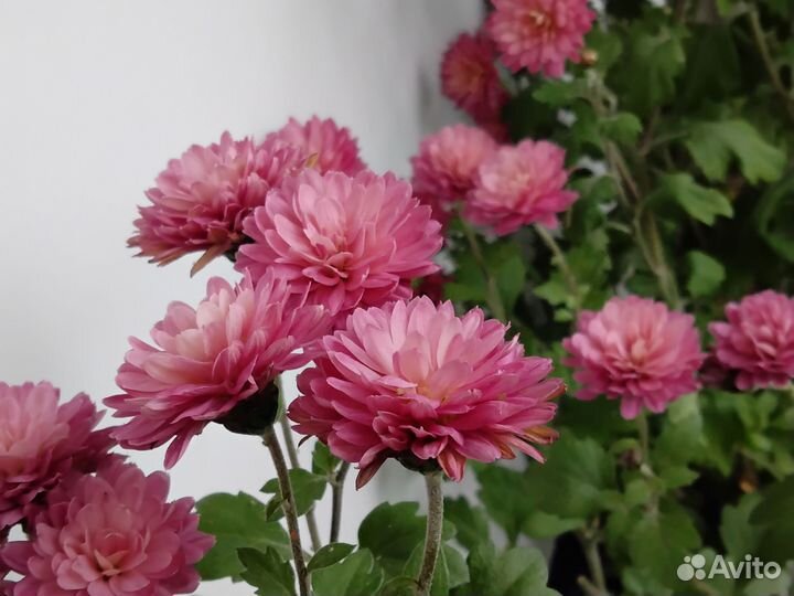 Хризантема