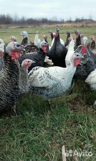 Индюки только породистая Птица