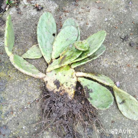 Кактус цветущий. Опунция. Зимует без укрытия