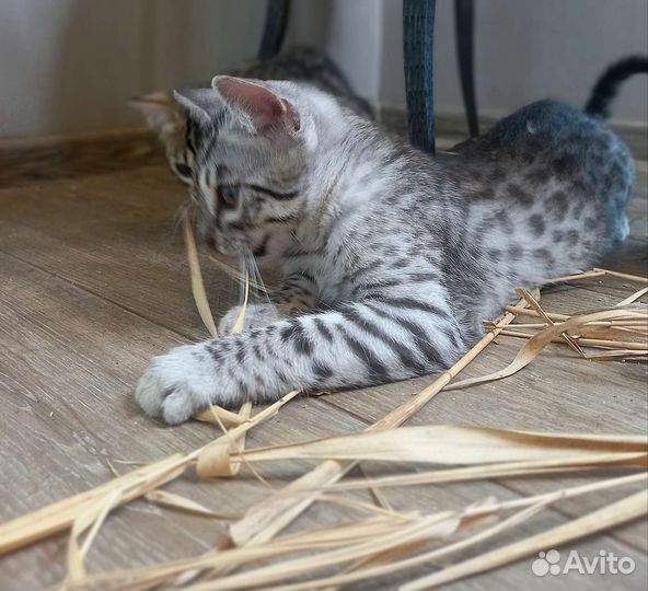 Бенгальский котенок серебро