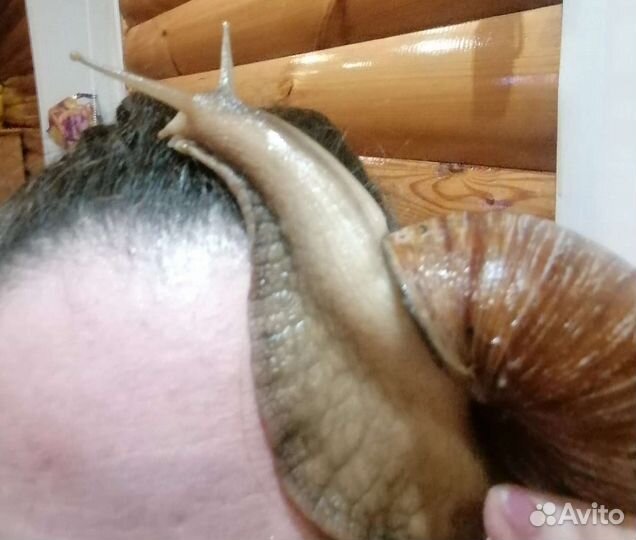 Улитки ахатины большие