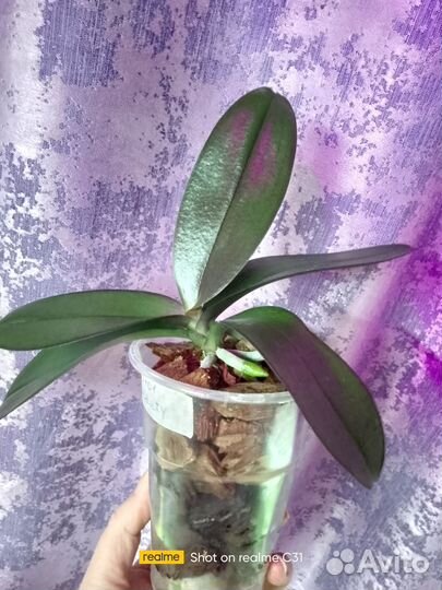 Орхидея фаленопсис
