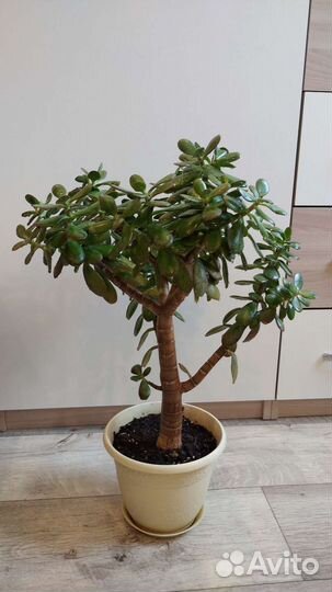 Толстянка, денежное дерево, алоэ