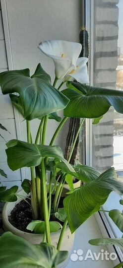 Калла Эфиопская