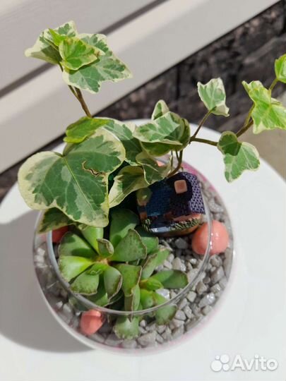 Подарок Флорариум в стекле