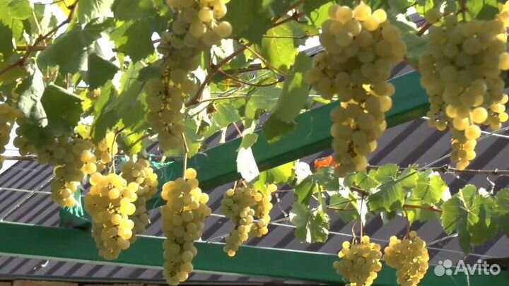 Укорененные черенки винограда элитных сортов