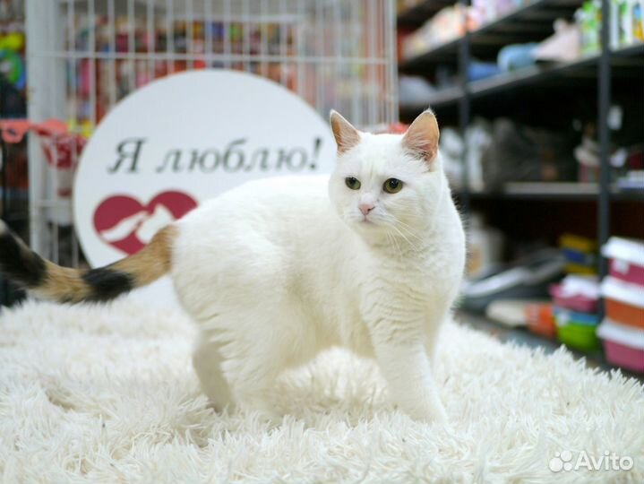 Кошка Маша в добрые руки