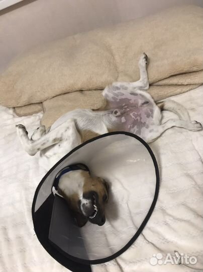 Передержка собак/кошек