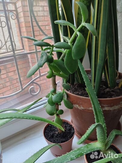 Цветок алоэ вера