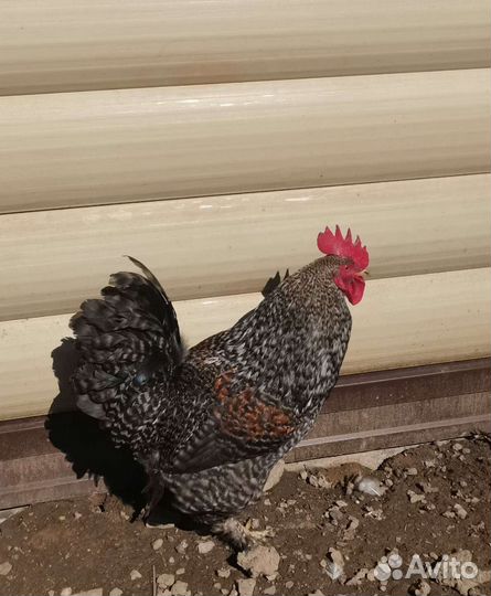 Молодые петухи