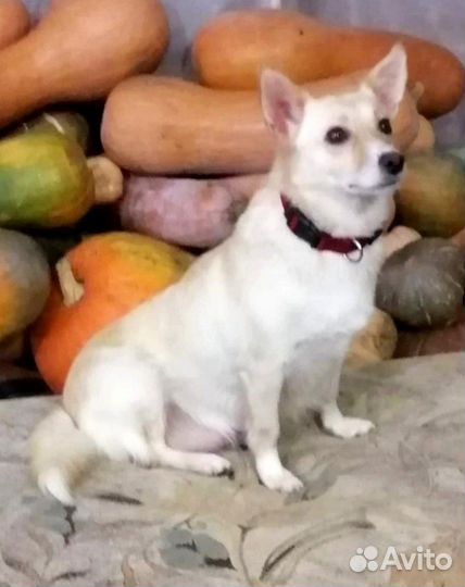 Собака в дом